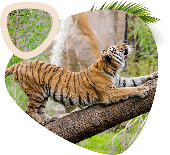 home_animals2_contact5