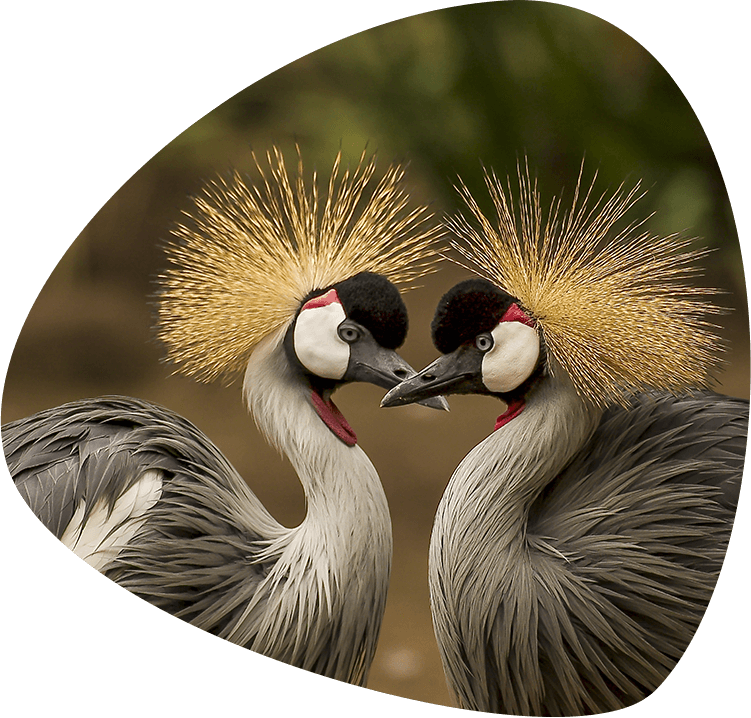 home_animals2_education2