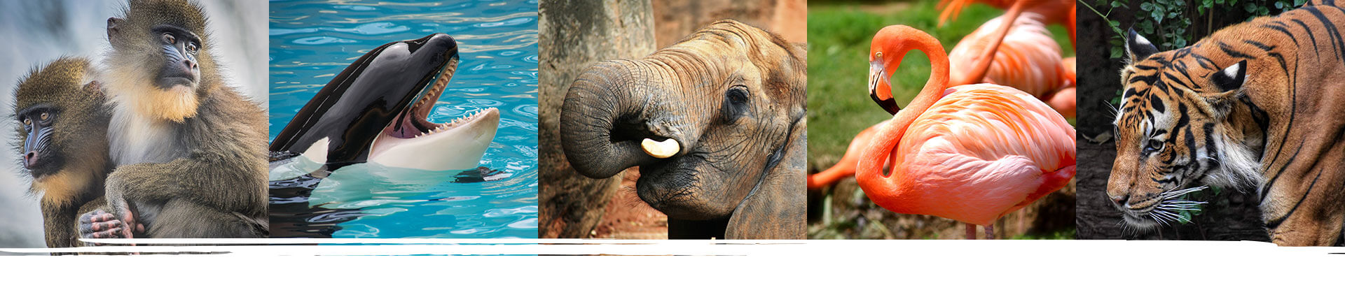 home_animals2_education3